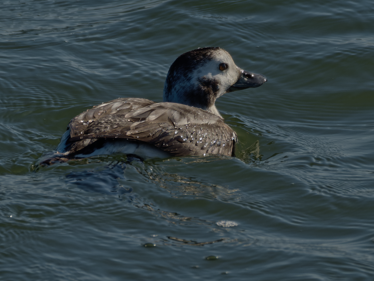 Long-tailed Duck - Juan Parra Caceres