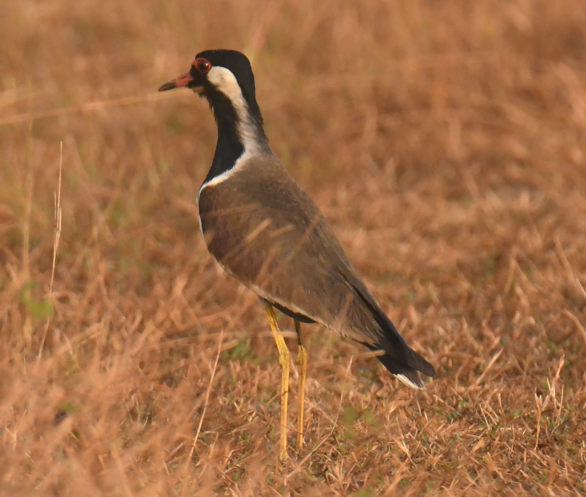 Red-wattled Lapwing - ML614476385