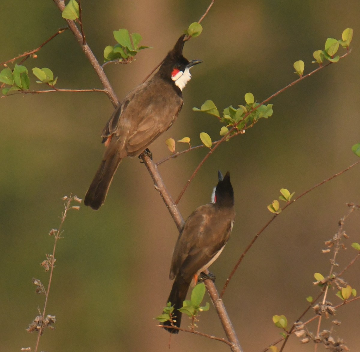 bulbul červenouchý - ML614476393