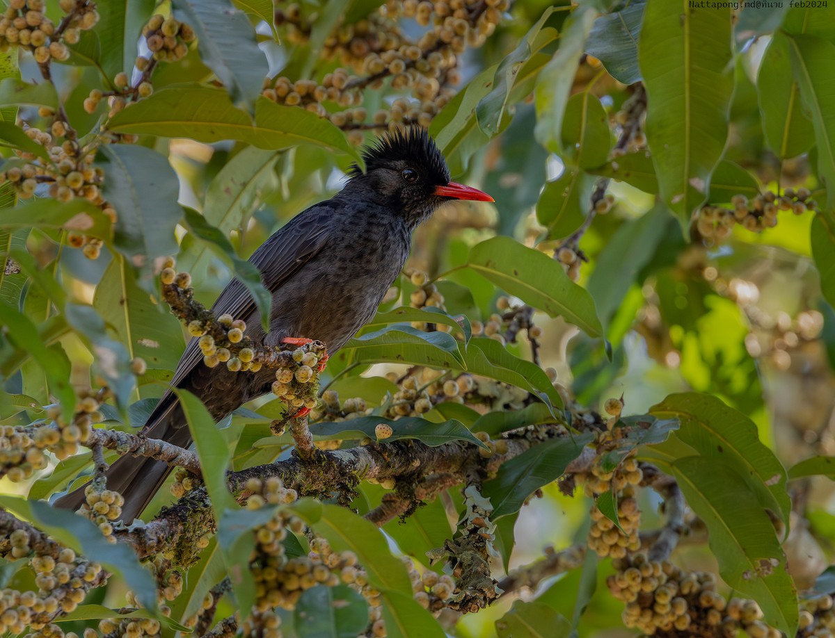 Black Bulbul - Nattapong Banhomglin