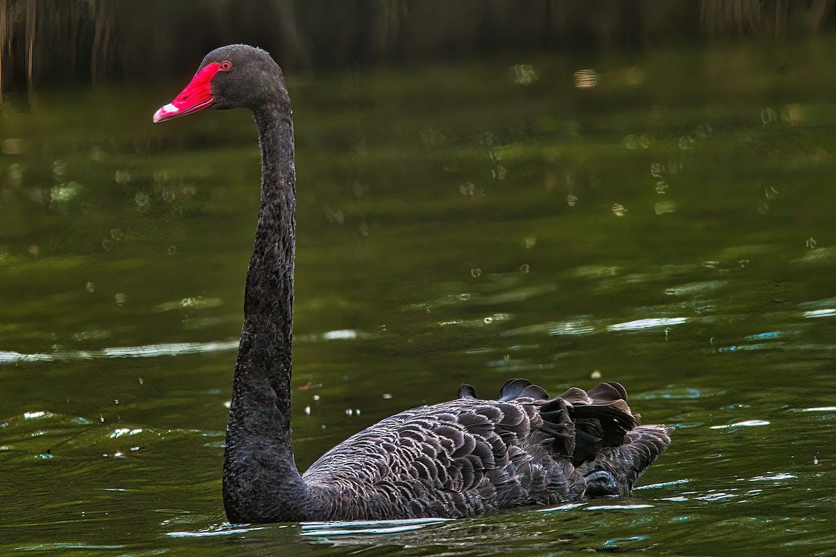 Black Swan - ML614476463