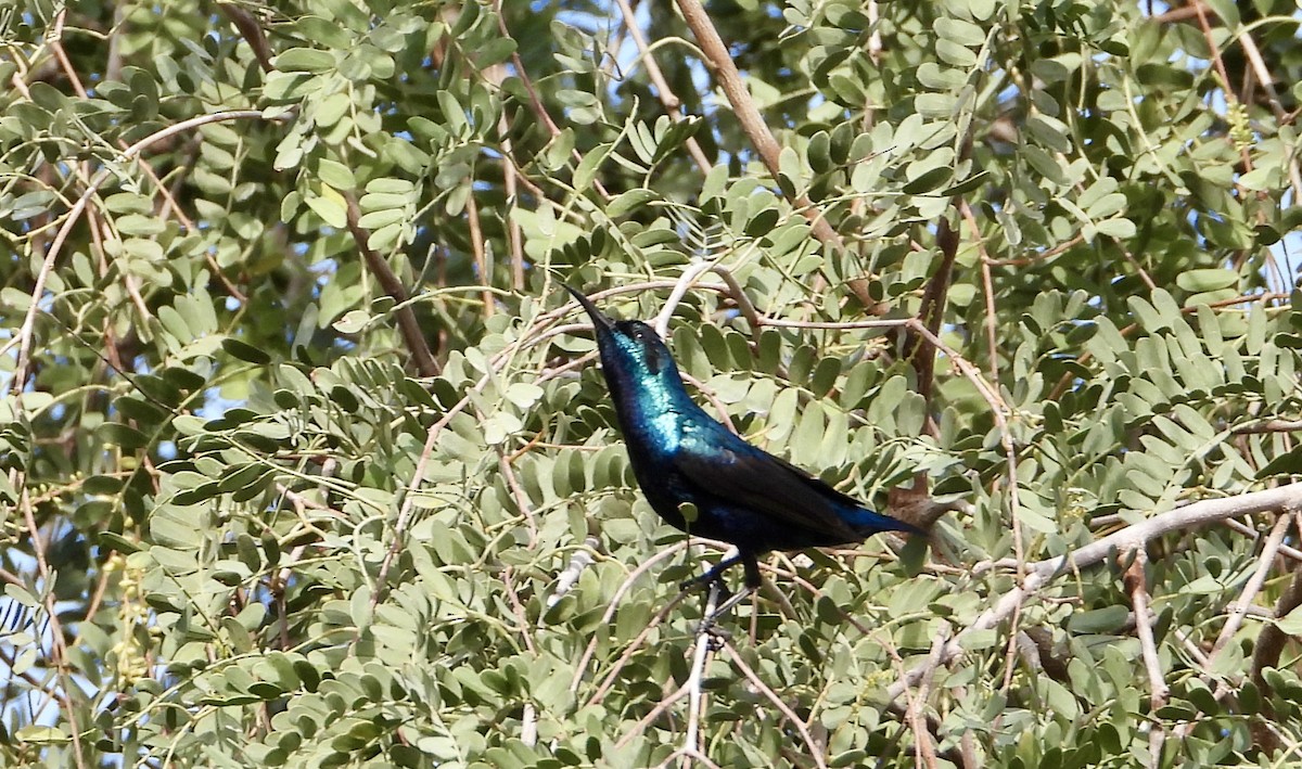 Purple Sunbird - ML614476606
