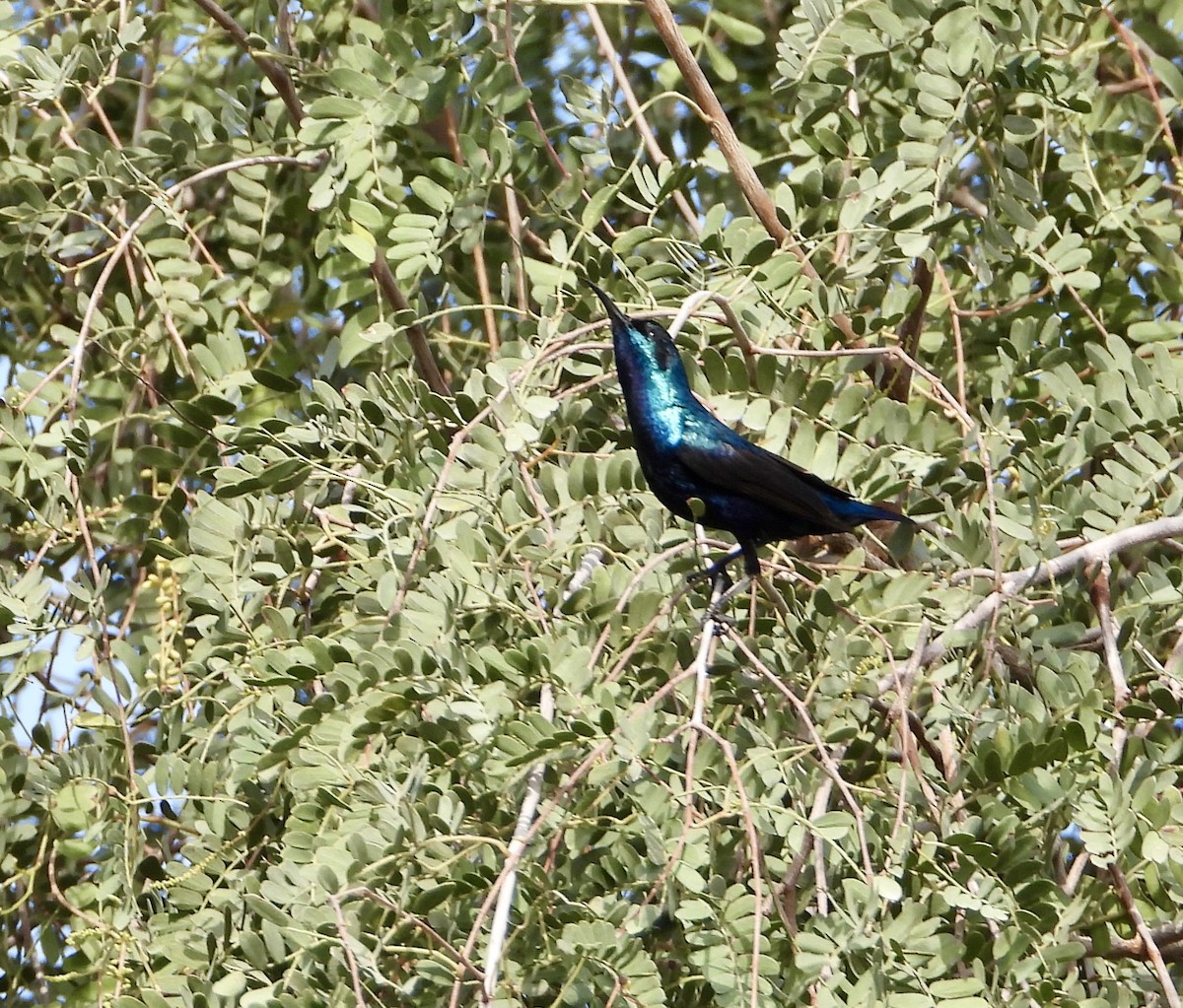 Purple Sunbird - ML614476607