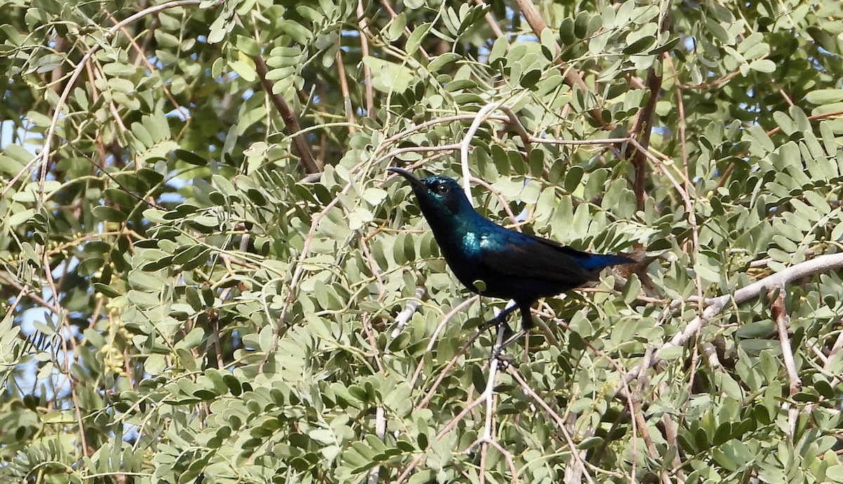 Purple Sunbird - ML614476608