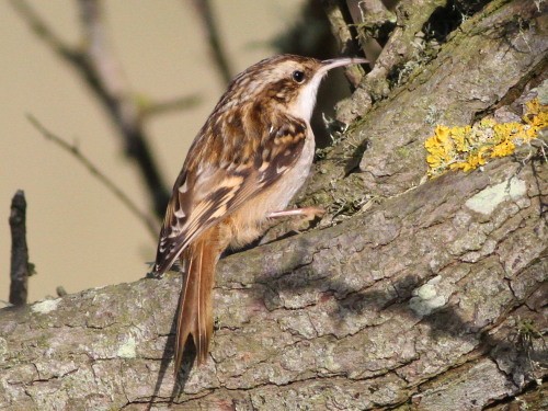 Short-toed Treecreeper - ML614476679