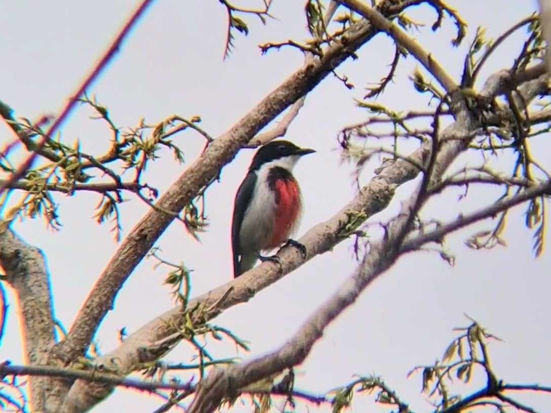 Black-belted Flowerpecker - Crisostomo Tan