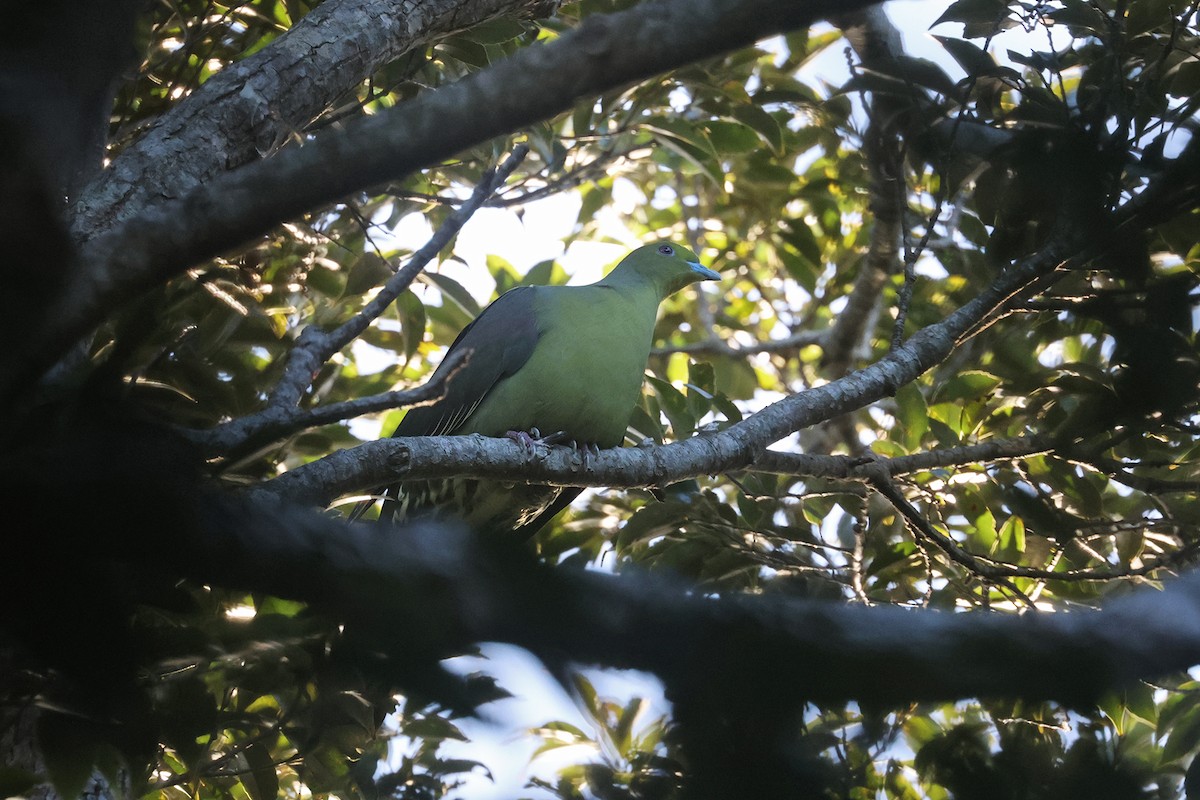 Тайваньский зелёный голубь (permagnus/medioximus) - ML614476720