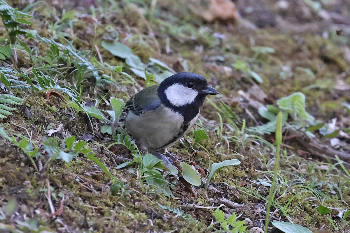 Japanese Tit (Amami) - ML614476725