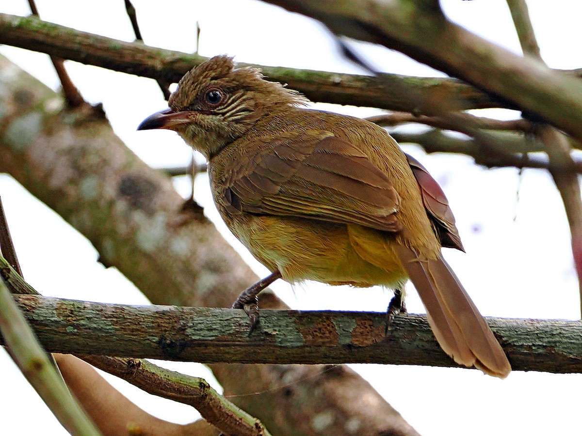 Bulbul de Blanford Oriental - ML614476726