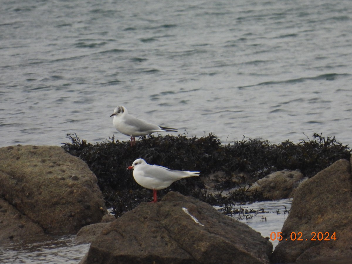 Mediterranean Gull - ML614476728