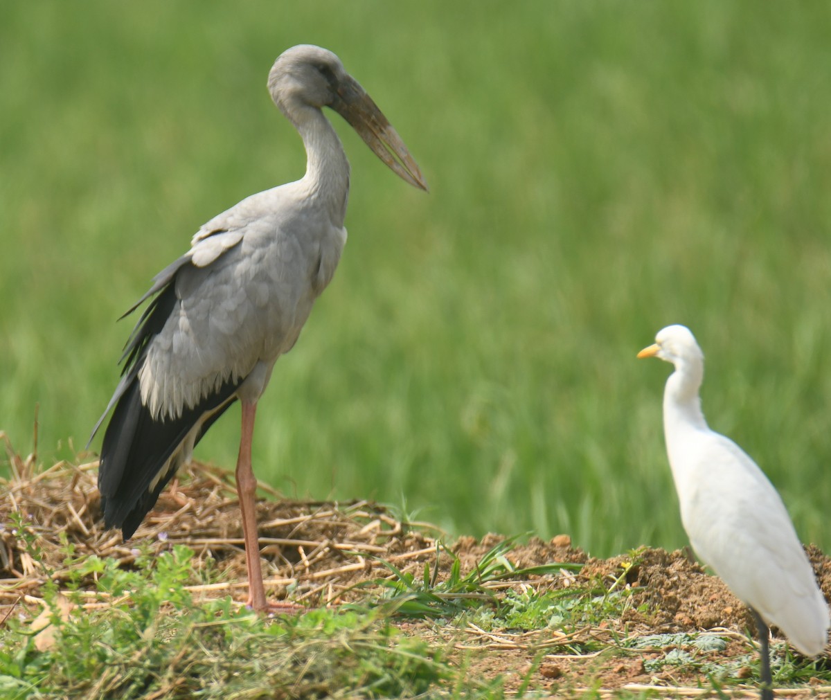 Asian Openbill - ML614476756