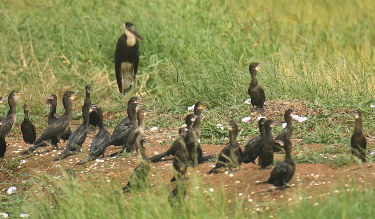 Asian Woolly-necked Stork - Mohanan Choron