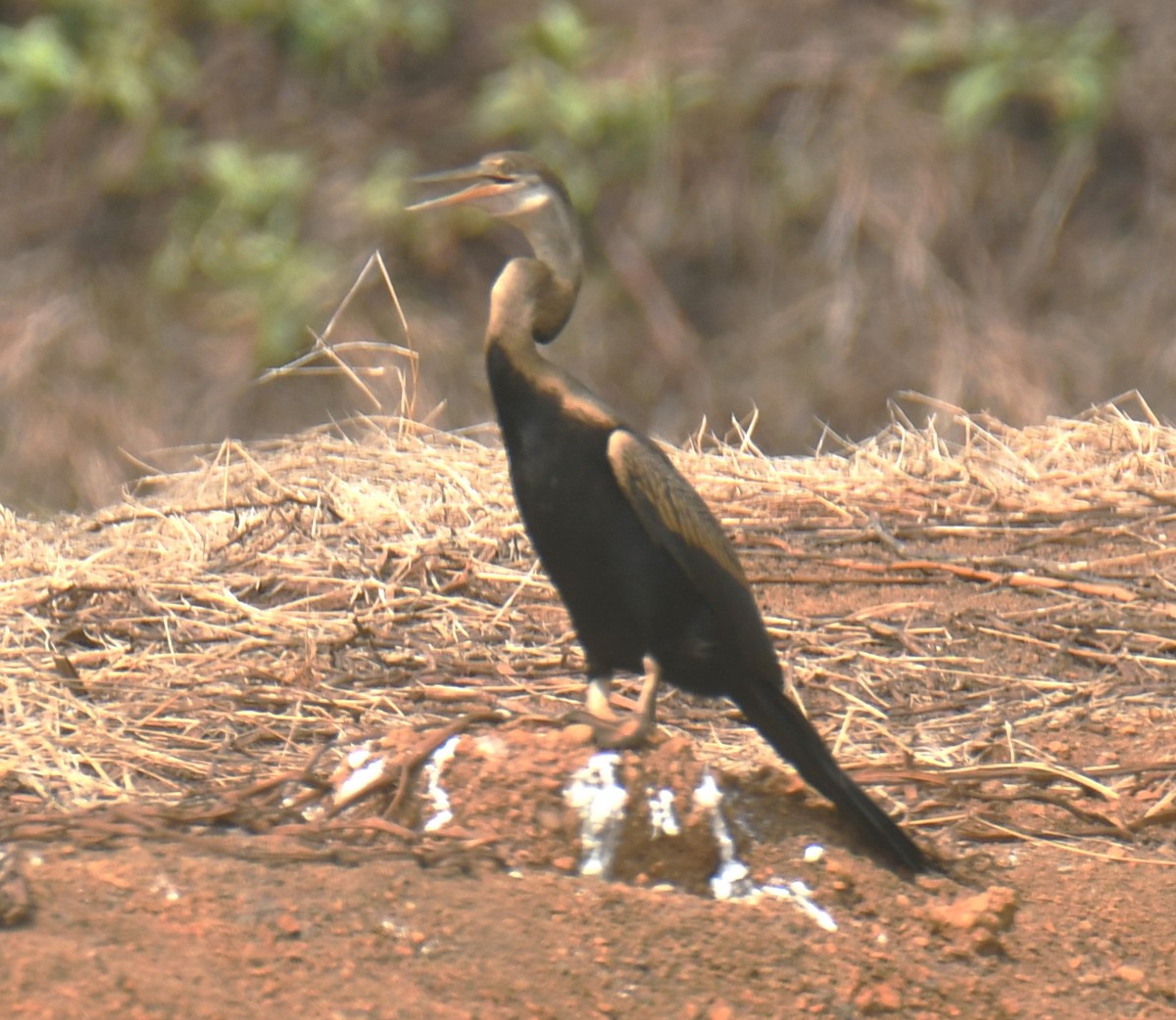 Oriental Darter - Mohanan Choron