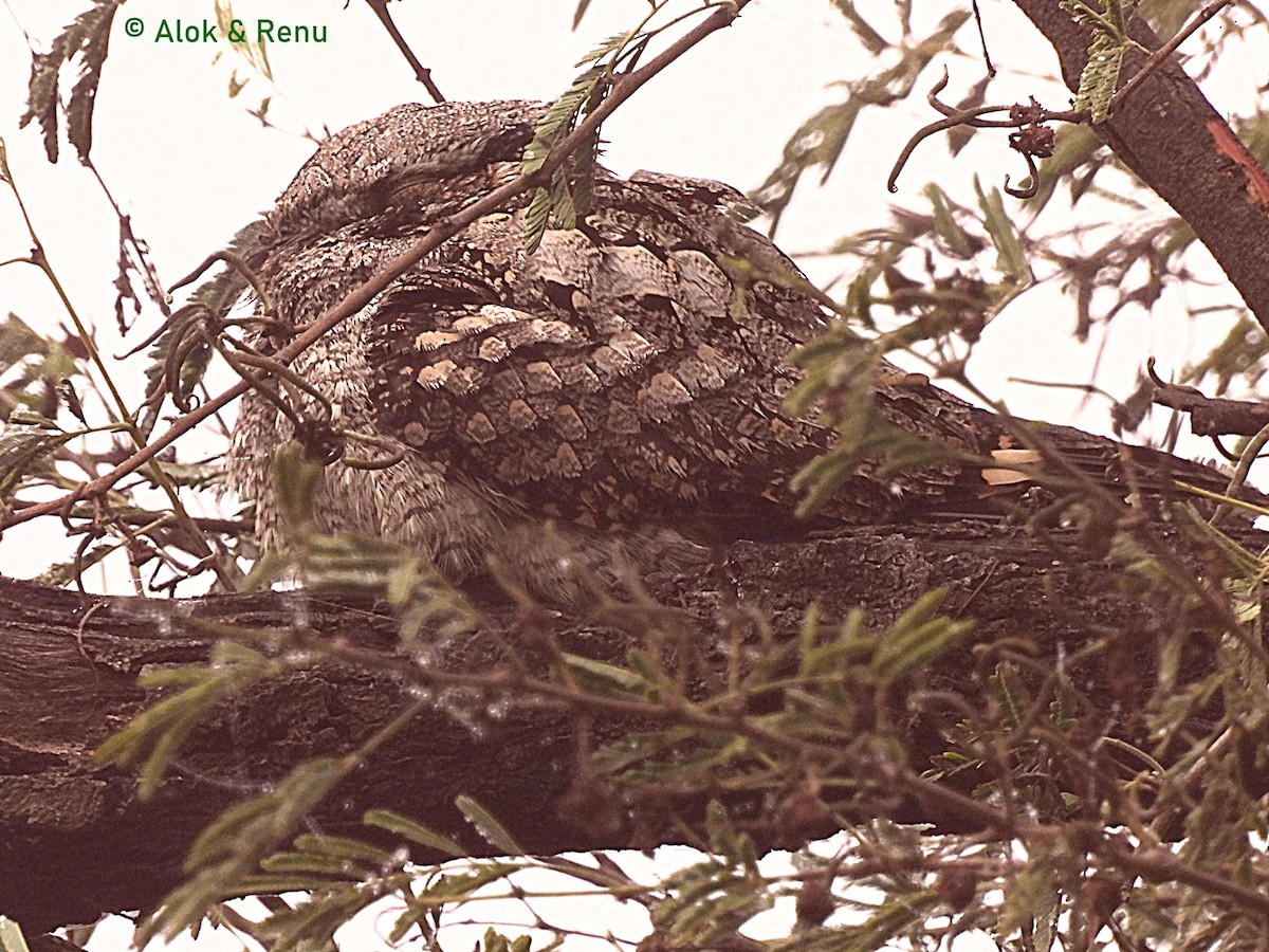 Jungle Nightjar - ML614476766