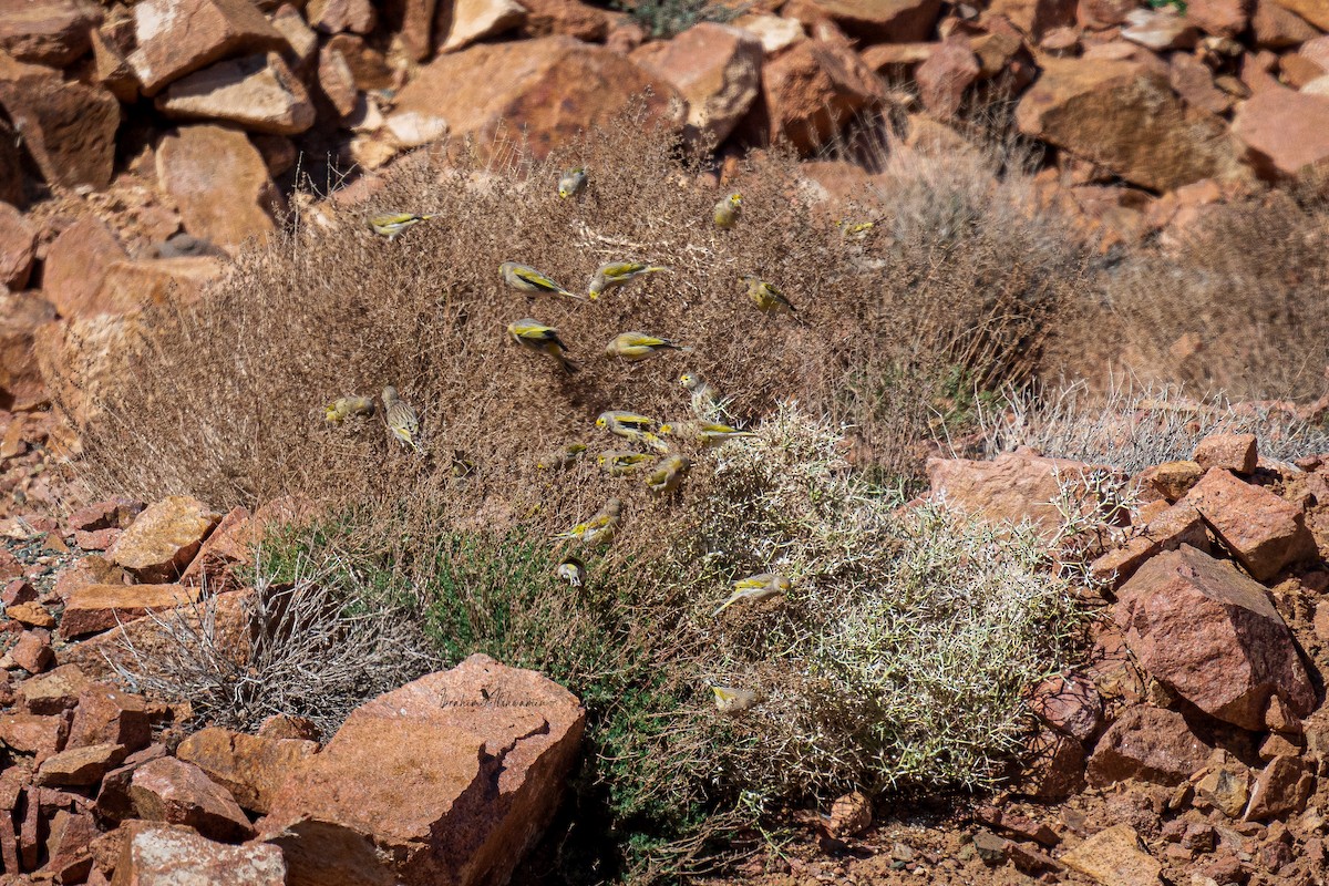 Syrian Serin - ML614476777