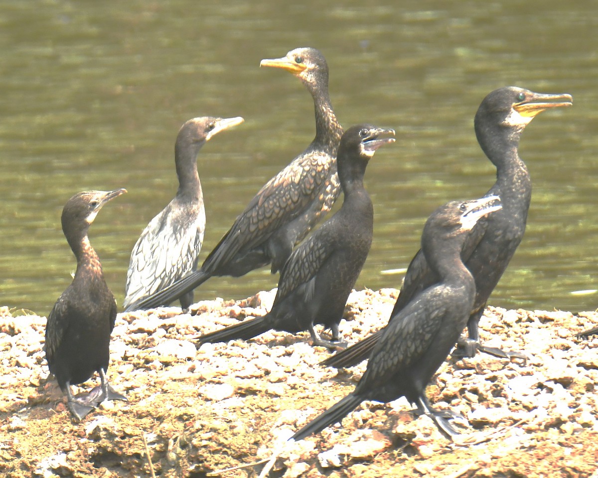 Indian Cormorant - Mohanan Choron