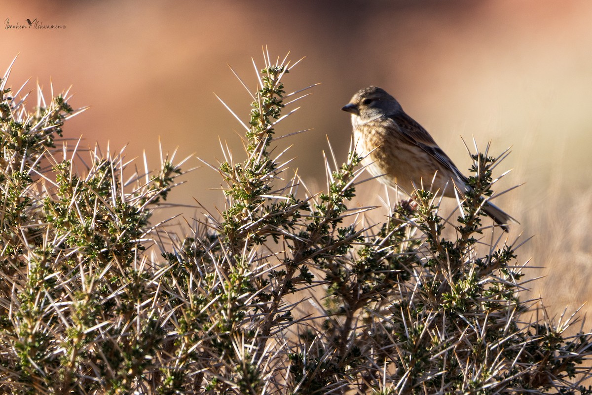 Eurasian Linnet - ML614476783