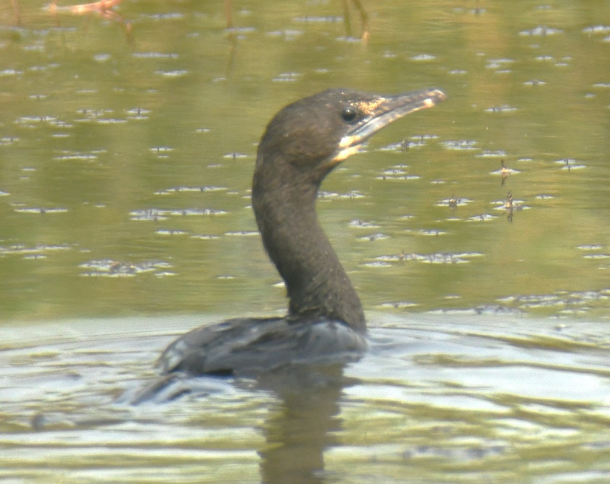 Indian Cormorant - Mohanan Choron