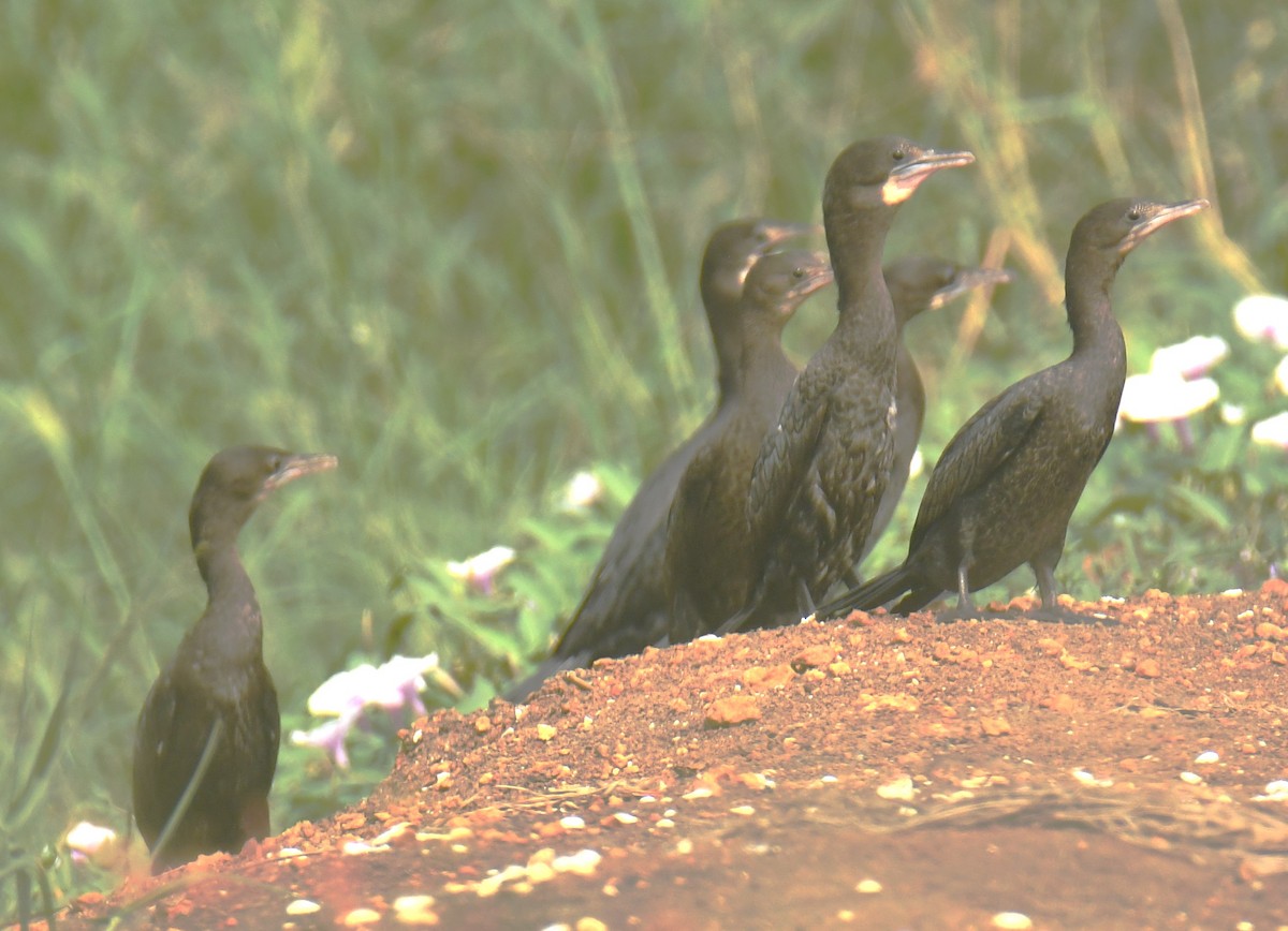 Little Cormorant - Mohanan Choron