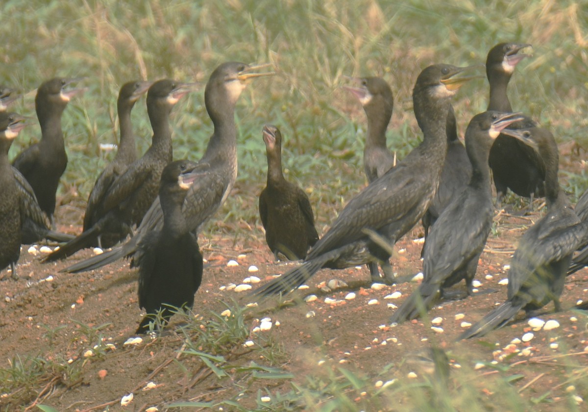 Little Cormorant - Mohanan Choron