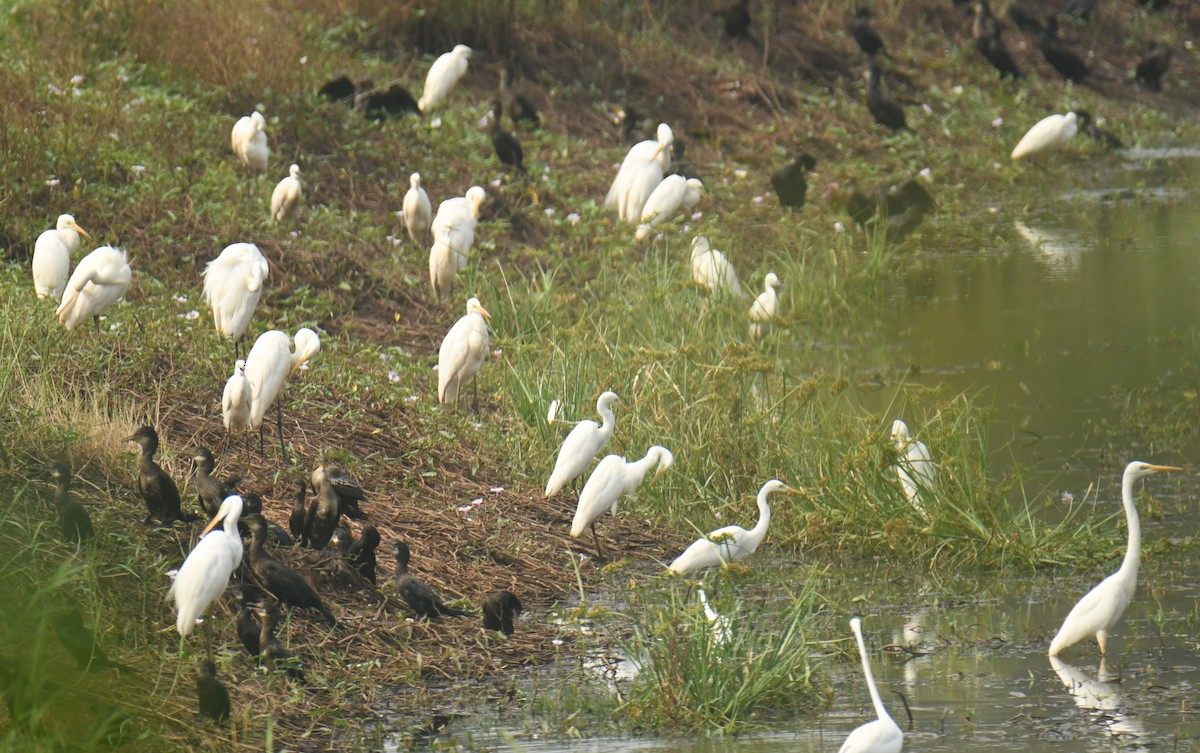 Great Egret - Mohanan Choron