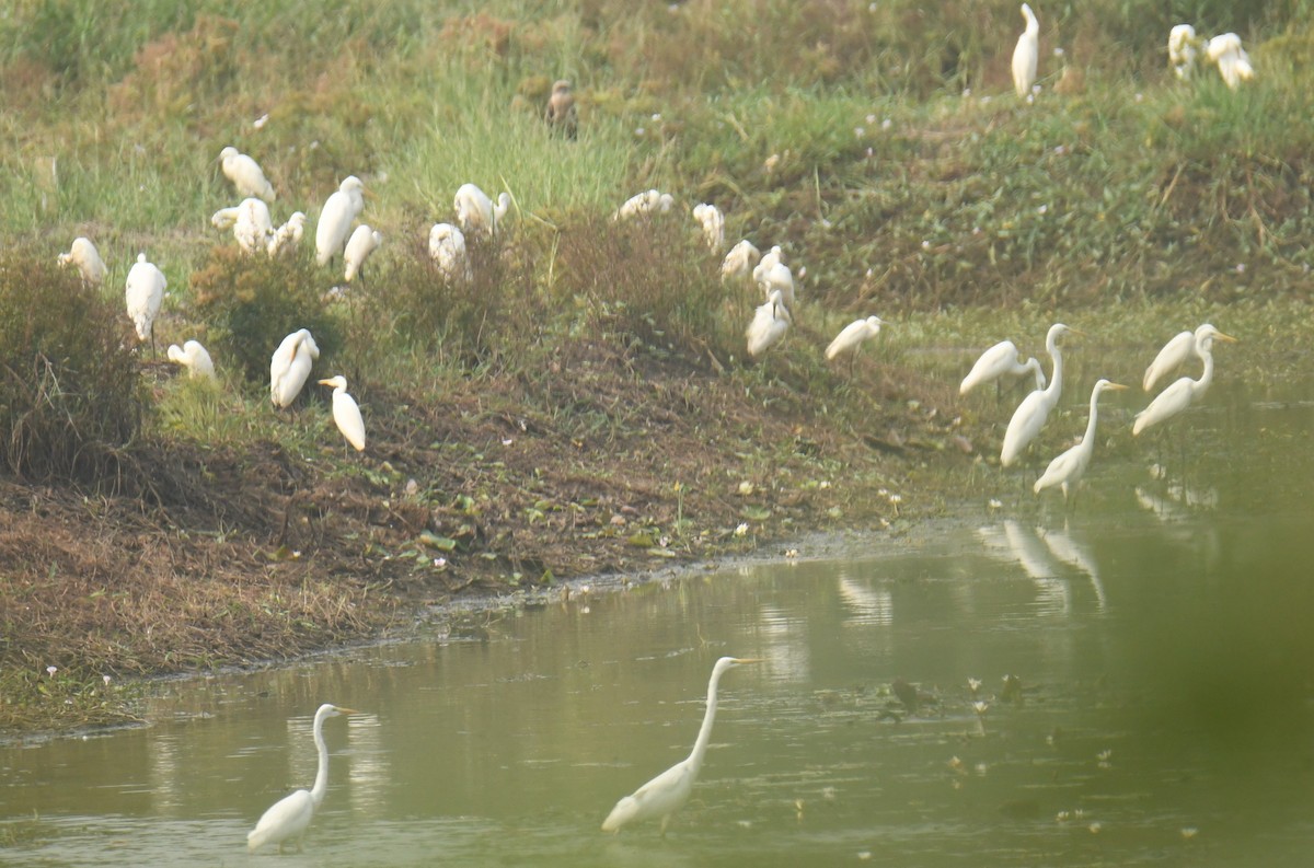 Great Egret - Mohanan Choron