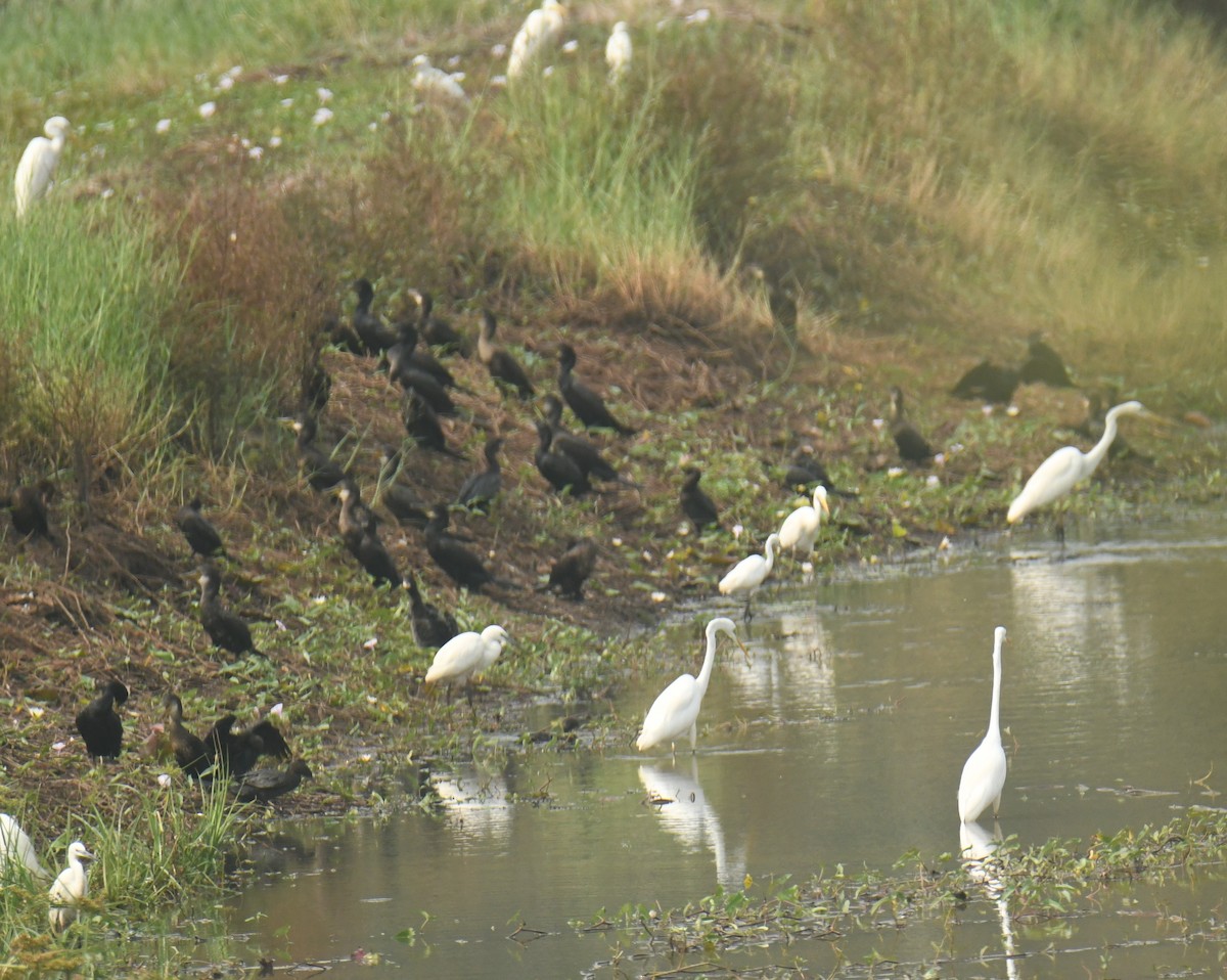 Great Egret - Mohanan Choron