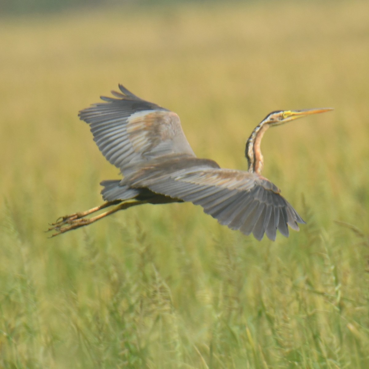 Purple Heron - ML614476810