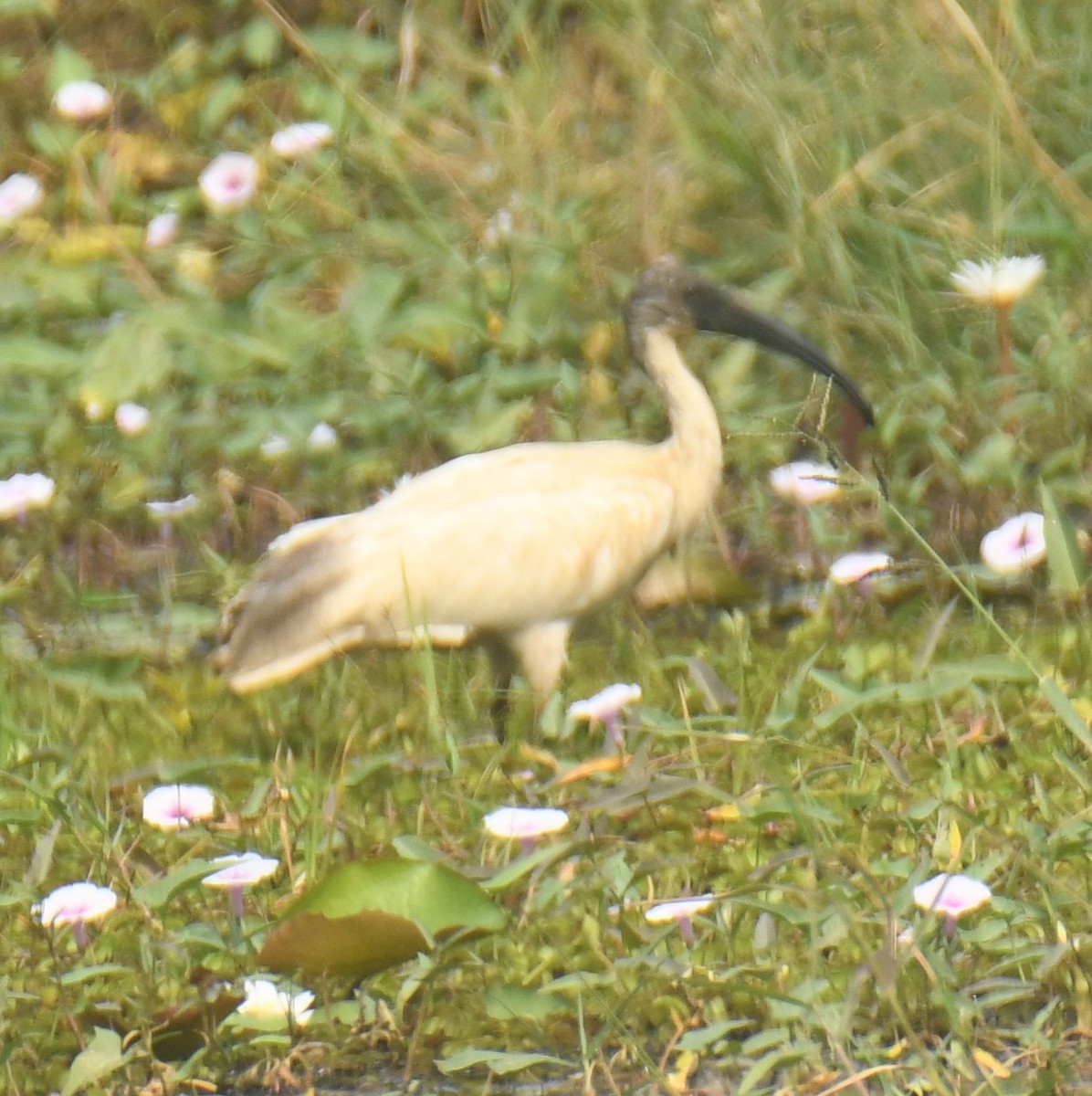 Black-headed Ibis - Mohanan Choron