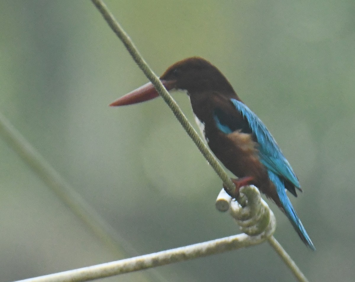 White-throated Kingfisher - Mohanan Choron