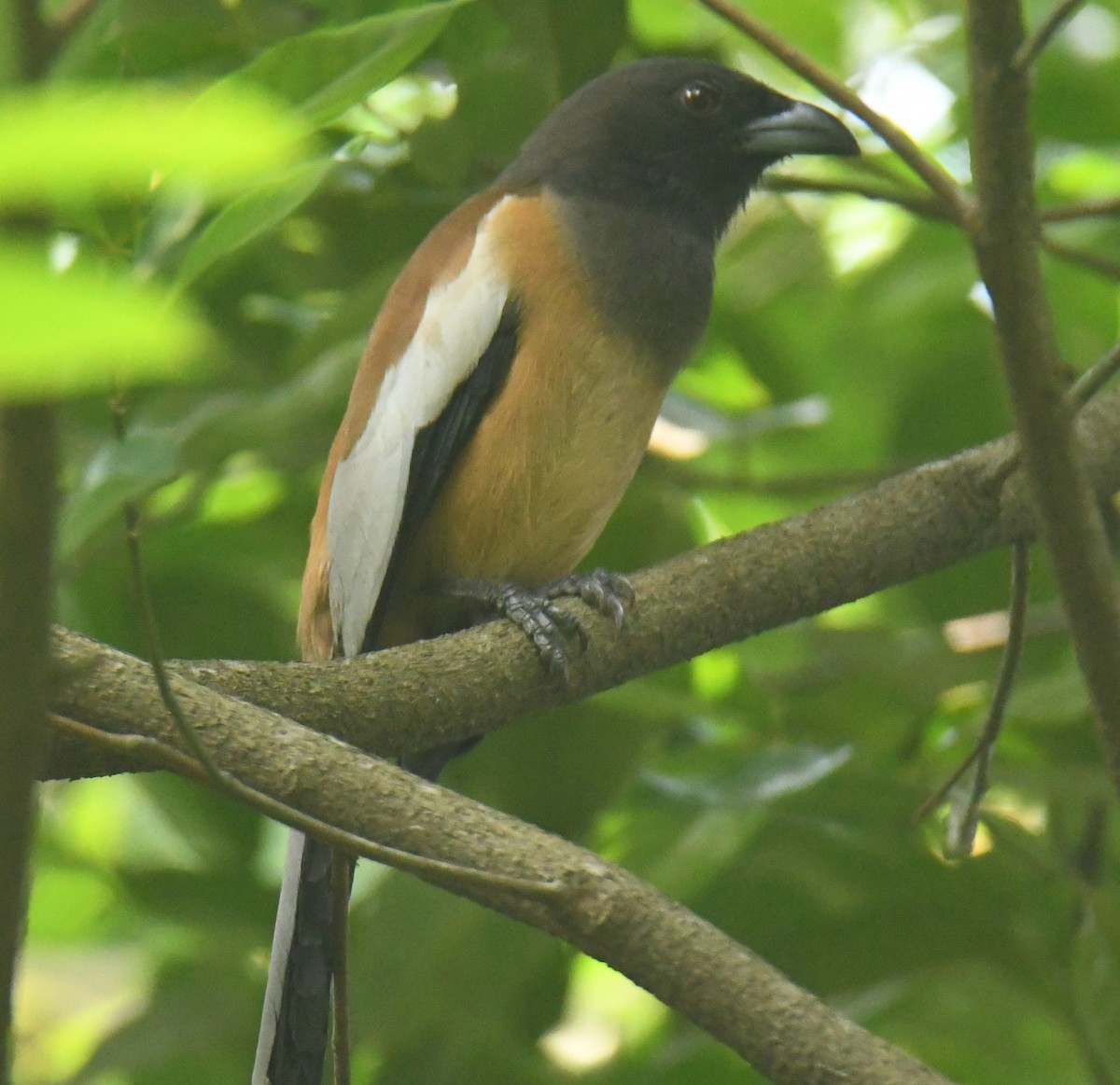 Rufous Treepie - Mohanan Choron