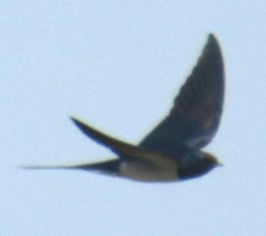 Barn Swallow - ML614476843