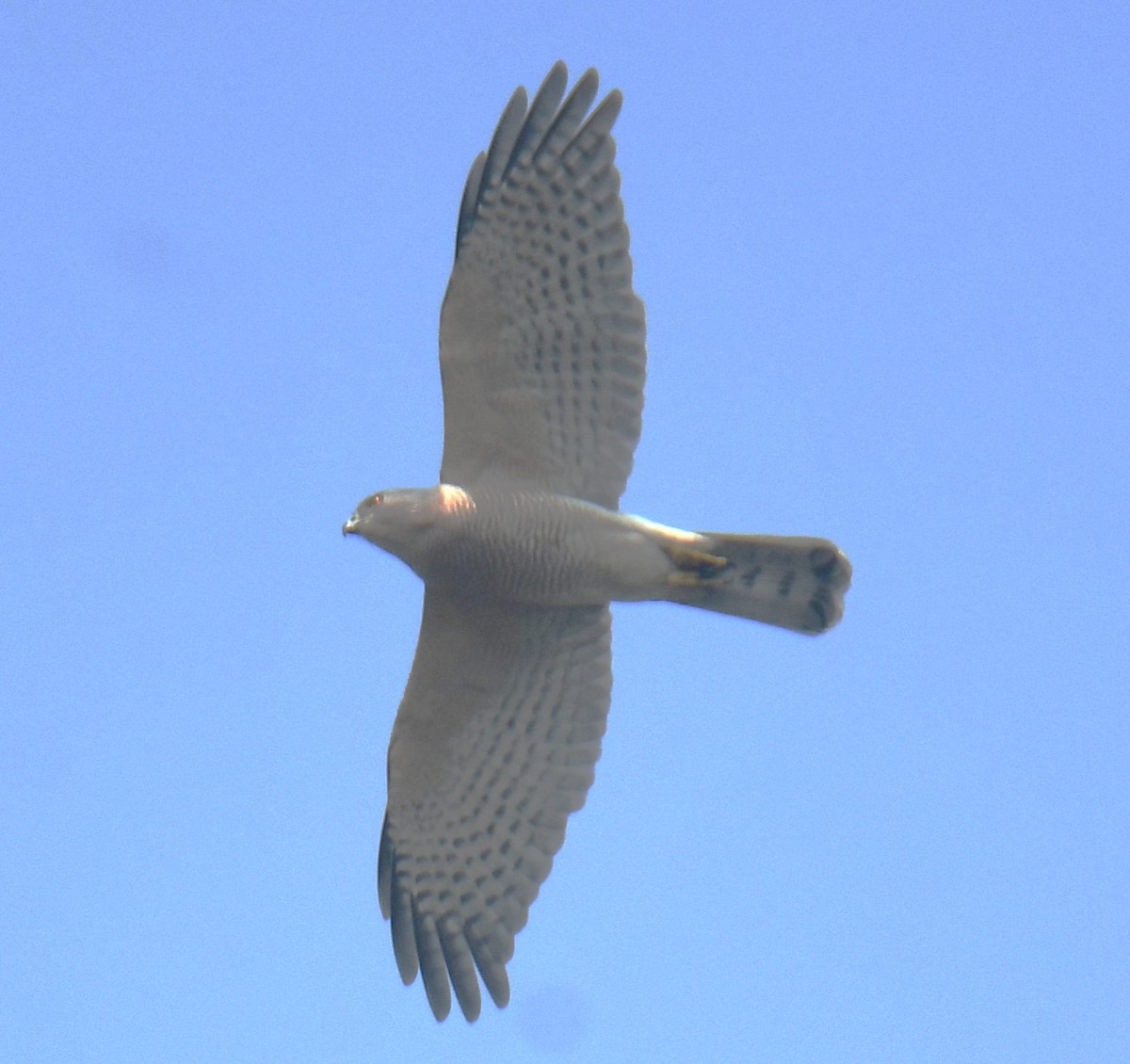 Shikra - Mohanan Choron