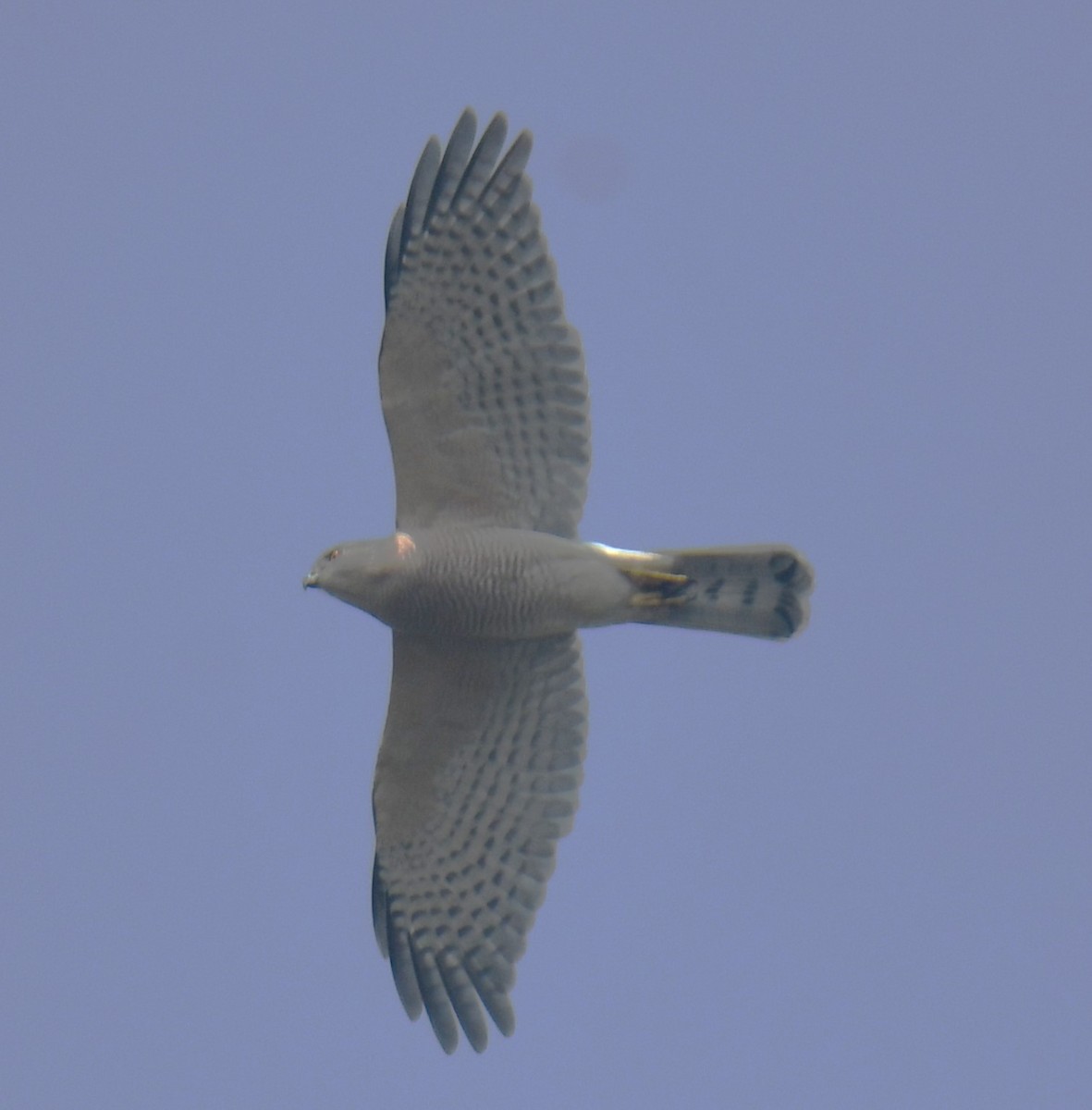 Shikra - Mohanan Choron