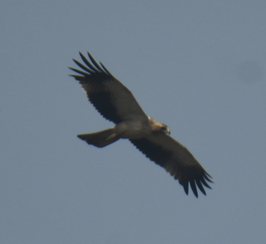 Booted Eagle - Mohanan Choron