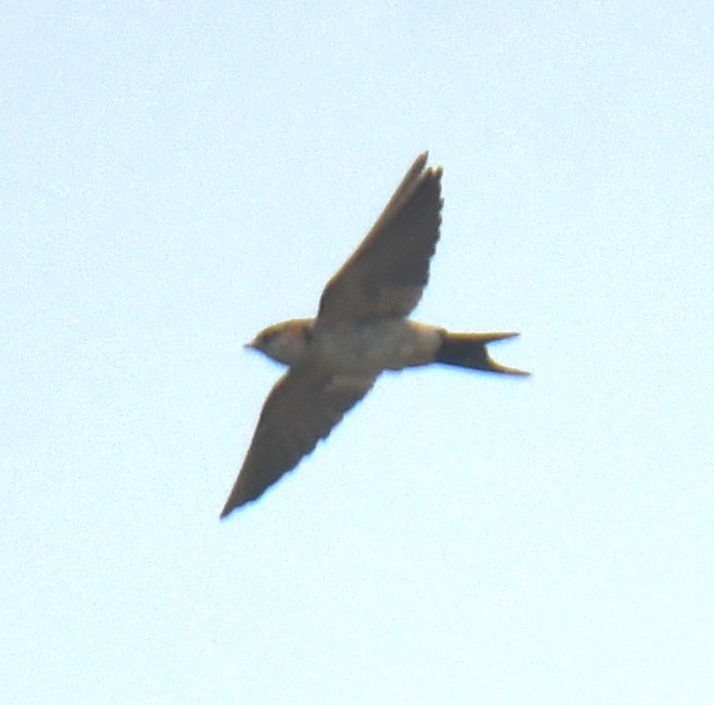 Red-rumped Swallow - Mohanan Choron