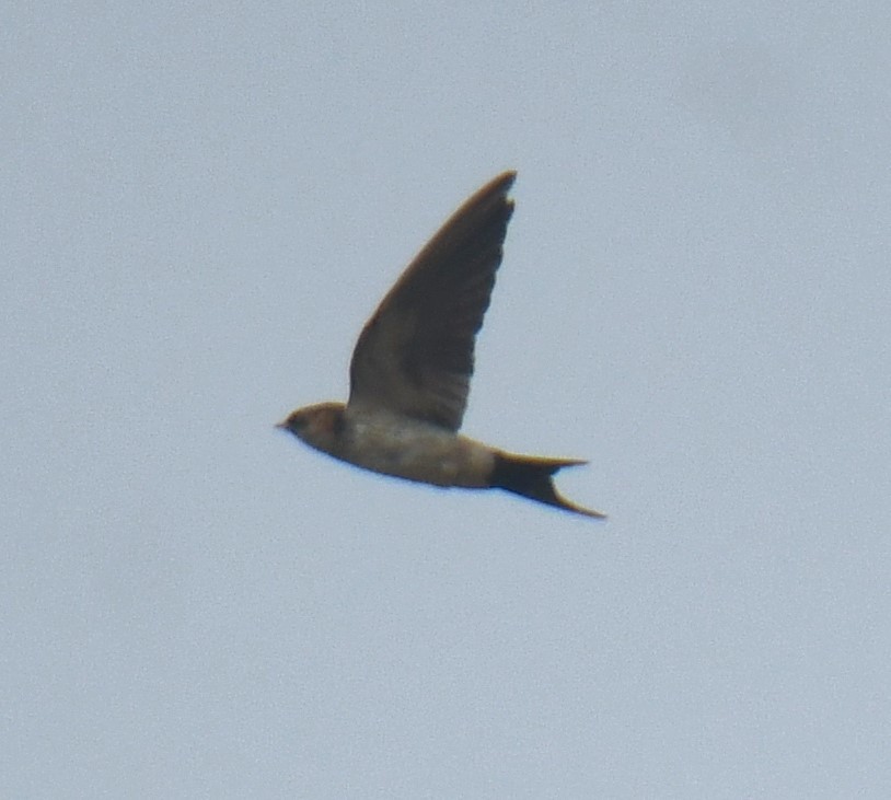 Red-rumped Swallow - Mohanan Choron