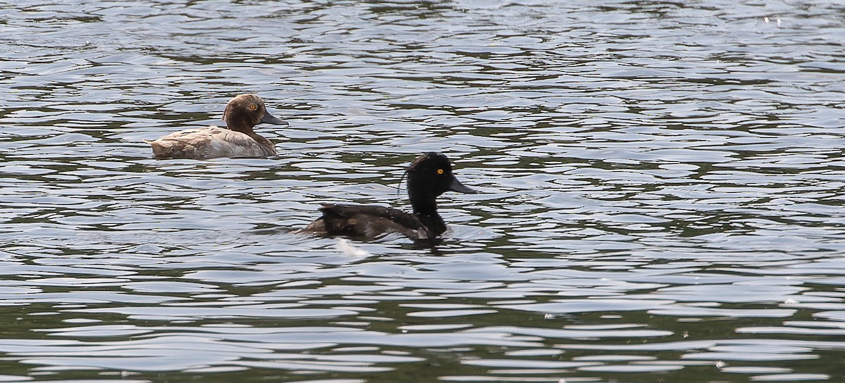 鳳頭潛鴨 - ML614476929