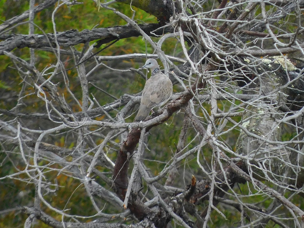 Spotted Dove - ML614476947