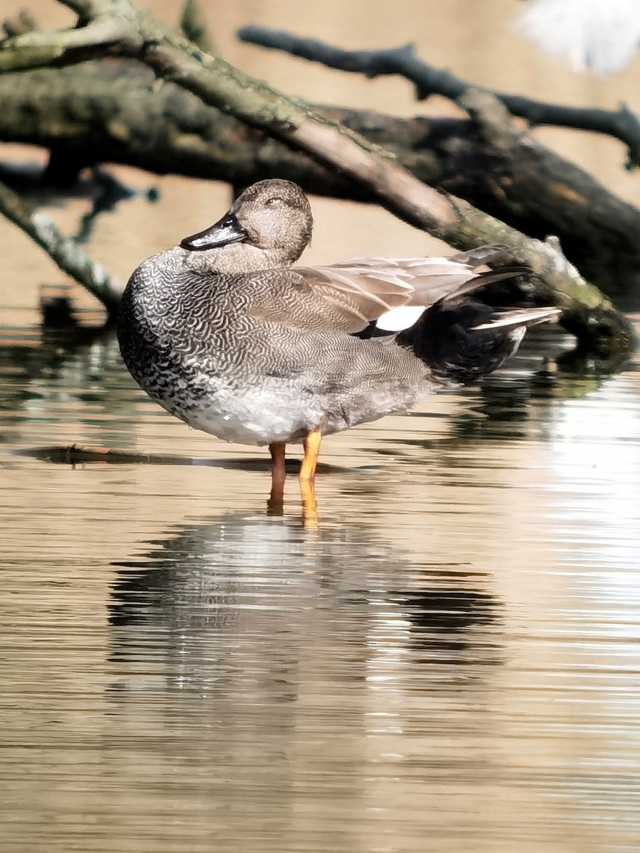 Gadwall - ML614476949