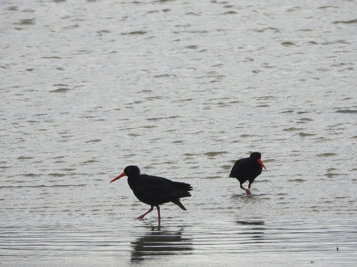 Ostrero Negro Australiano - ML614476970