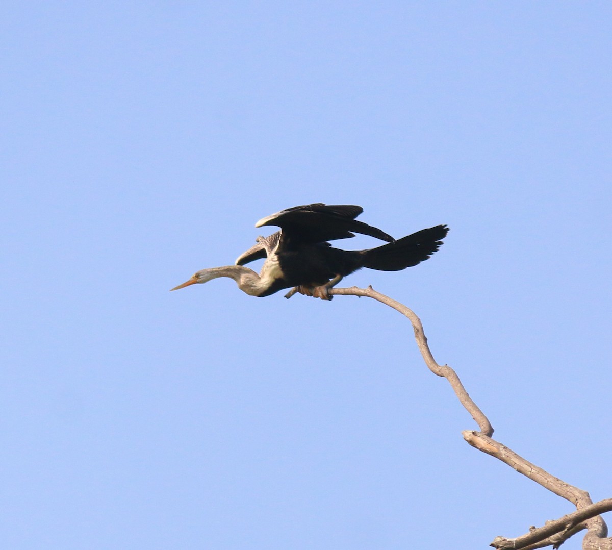 Oriental Darter - Riedoan  Riyad