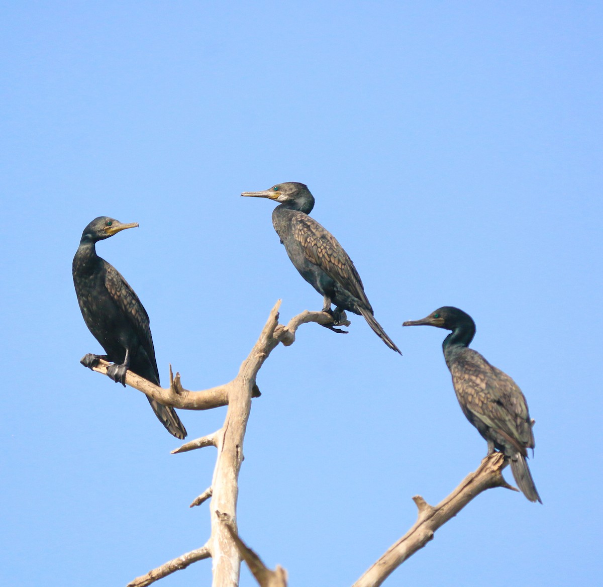 Indian Cormorant - ML614477061