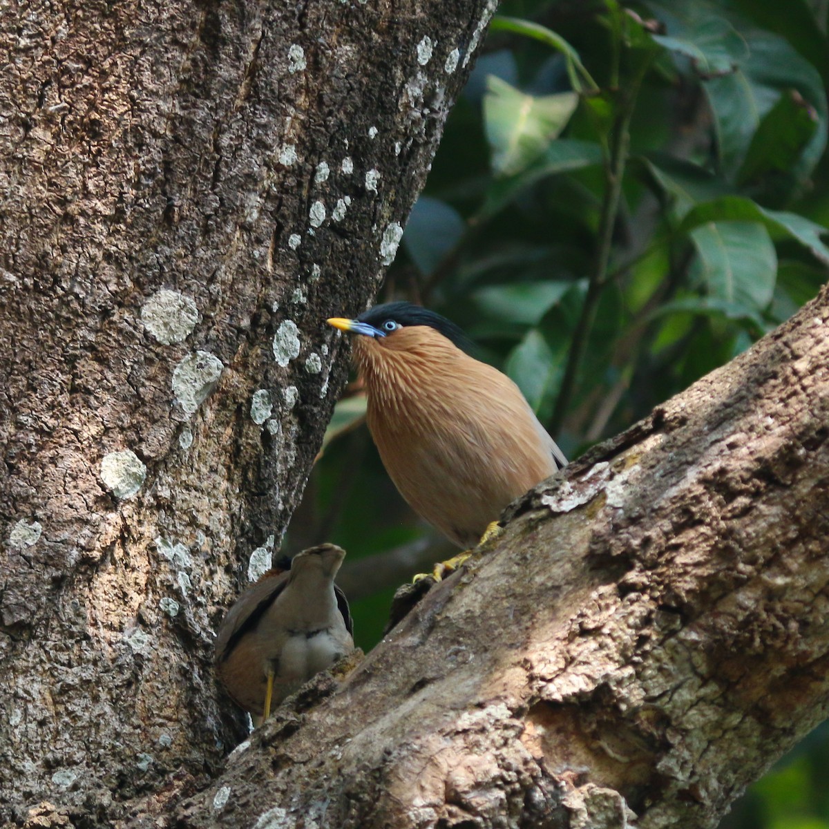 Brahminy Starling - ML614477068