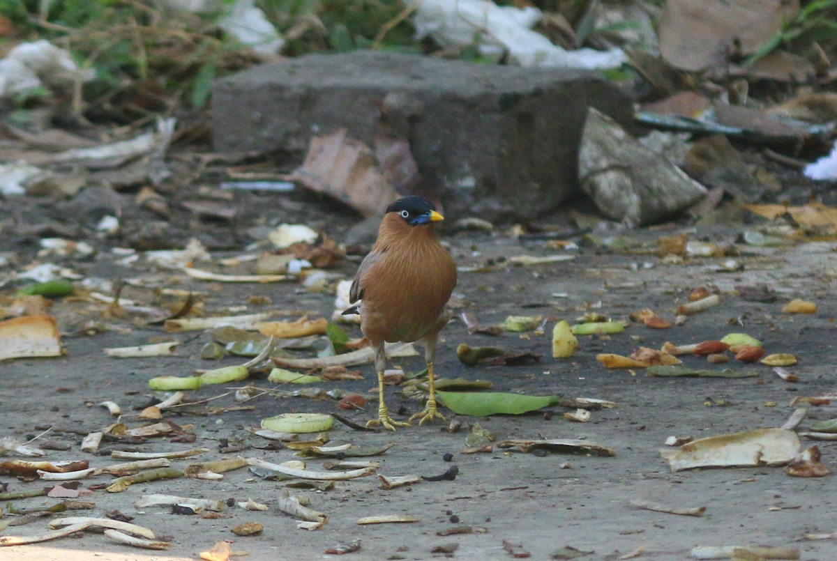 Brahminy Starling - ML614477069