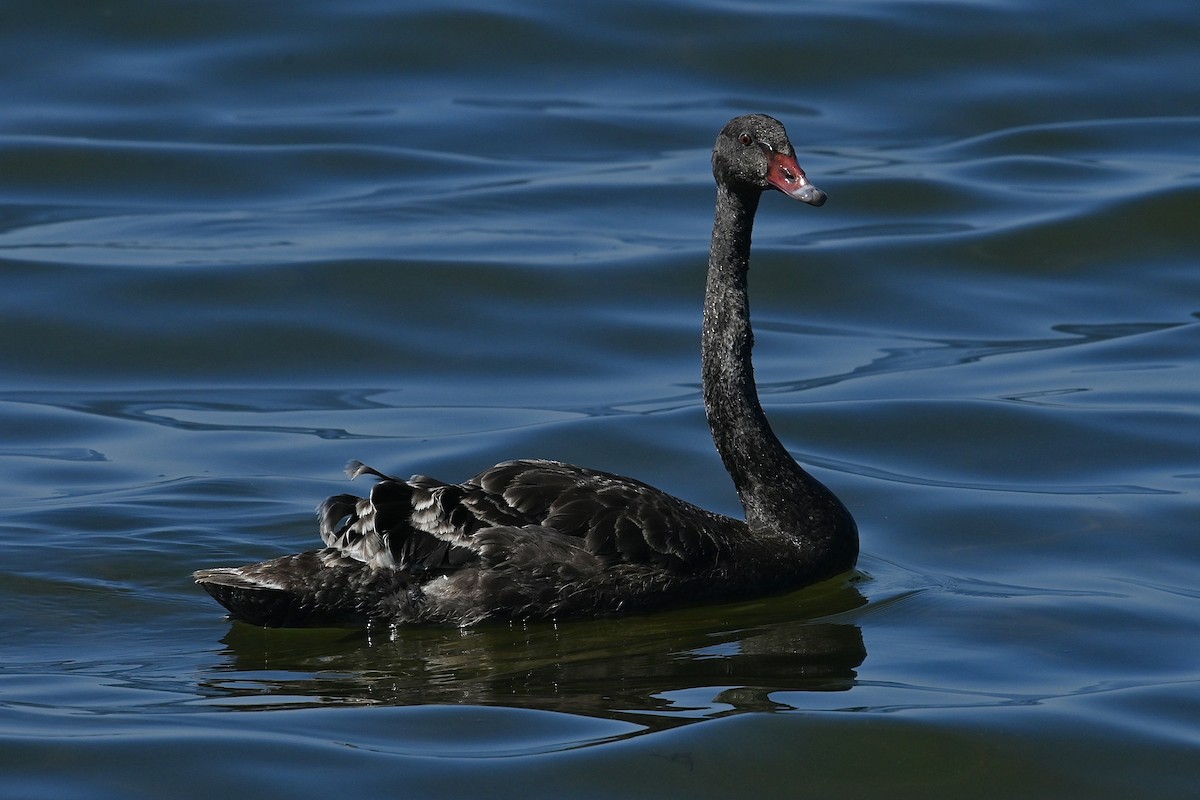 Black Swan - ML614477075