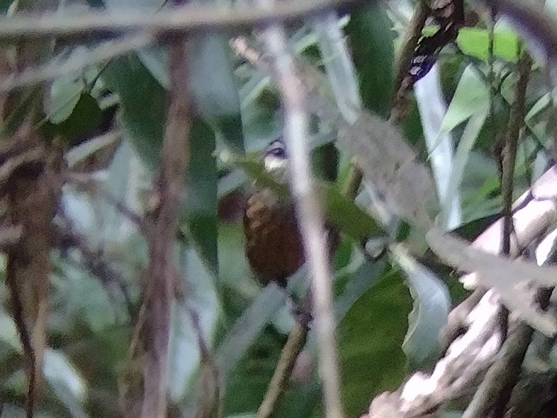 Mountain Wren-Babbler - ML614477083