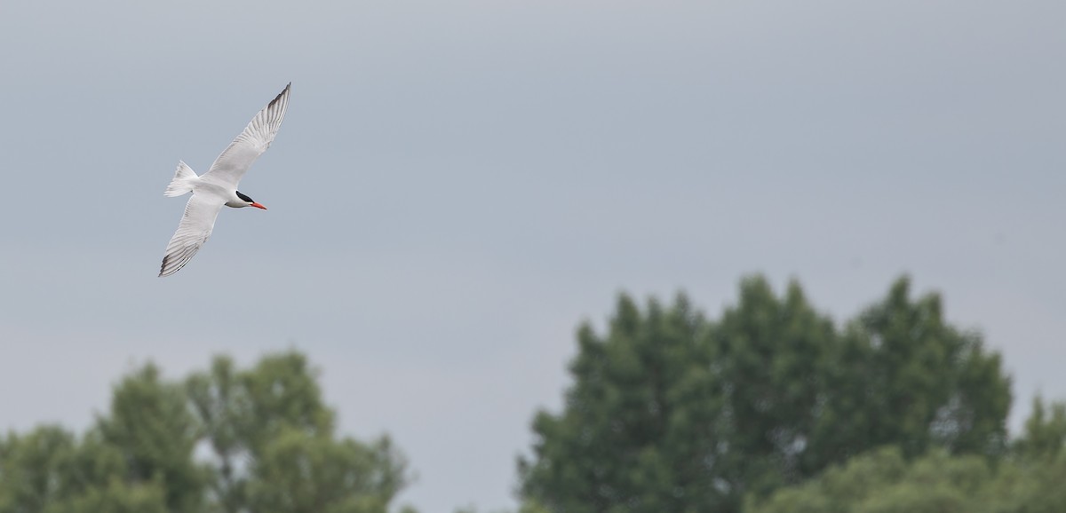 Caspian Tern - ML614477091