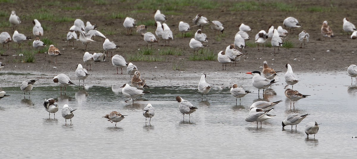 Caspian Tern - ML614477093