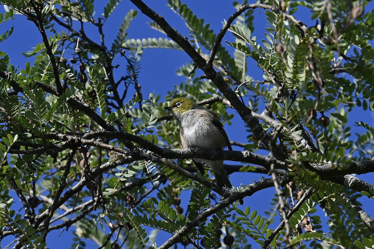 Silvereye - ML614477126